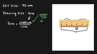 Biological Drawing  Scale Bar and Magnification [upl. by Enylekcaj]