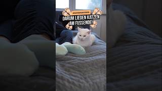 Darum liegen Katzen am Fußende 😱🤣 katzenliebhaber katzenfakten katzen katzenvideo [upl. by Ttimme]