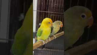 Lovebird breeding taps beauty birds parrrot funny cutebird cute viralshort [upl. by Cyd]