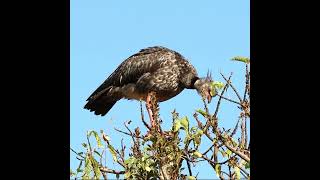 CHAJA birds faunaargentina wildlife avesargentinas aves naturalezaargentina animals nature [upl. by Lemar]