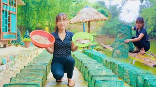 Bagua trap The girl sets a bagua trap to harvest shrimp and fish for food Unexpected results [upl. by Zimmer]