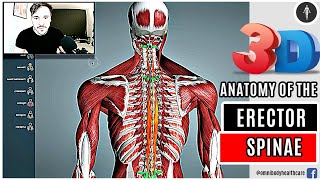 3D ANATOMY OF THE ERECTOR SPINAE MUSCLE GROUP 👀 [upl. by Anjela]