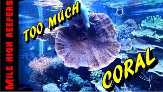 Fragging Montipora and Quick Update Reef Vlog [upl. by Enelyw]