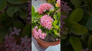 Ixora plant winter care tips shorts shampysgarden [upl. by Vonny]