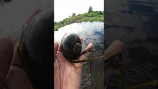 Early Morning  catch a Big snail  nature scenery short video lakeview nature [upl. by Sholem]