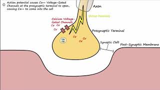 The Neuromuscular Junction Described Concisely [upl. by Jamieson]