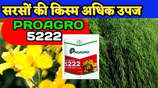 सरसों की अधिक पैदावार देगी य़ह किस्म proagro 5222 हाइब्रिड किस्म bayer proagro muturd vearity [upl. by Gayleen]