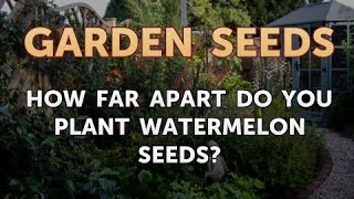 How Far Apart Do You Plant Watermelon Seeds [upl. by Erait629]