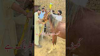 Horse treatment new cow farmanimals animals farmanimalslist amazingcattlepakistan bull [upl. by Ztirf]