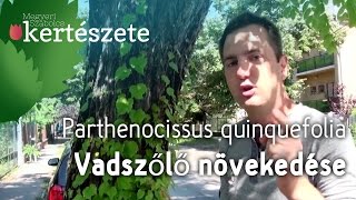 Vadszőlő növény növekedése  Parthenocissus tricuspidata  Megyeri Kertészet Győr [upl. by Worl]