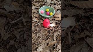 Finding millipede and turtle and egg millipede egg turtle [upl. by Deadman293]