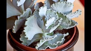 Cotyledon Undulata House Plant [upl. by Jobi640]