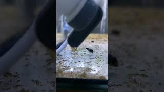 Растёт астронотус cichlid tank aquarium nature ants [upl. by Jammie]