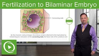 Fertilization to Bilaminar Embryo – Embryology  Lecturio [upl. by Ahsik]