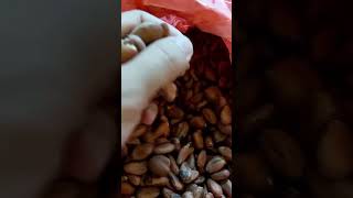 cocoa bean origin Indonesia ready for MOQ 1CNT 20FT TT FOB Tanjung Perak Port Surabaya Indonesia [upl. by Phaih117]