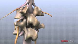 Lumbar Spine Anatomy [upl. by O'Shee150]