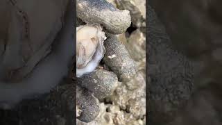 Best Small Rock OYSTER shortsfeed catching oysters [upl. by Cheney]