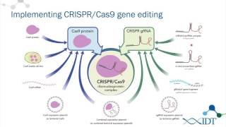 AltR™ CRISPRCas9 System Ribonucleoprotein delivery optimization for improved genome editing [upl. by Nnaira707]