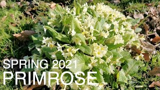 How to grow Primrose [upl. by Feodore]