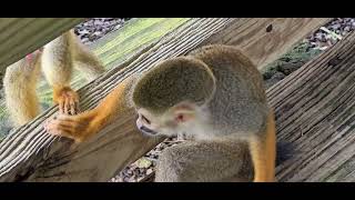 Spider Monkeys at Monkey Land Dominican Republic 2024 [upl. by Aneleiram]