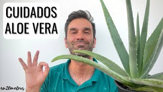 CUIDADOS DEL ALOE VERA O SÁBILA EN JARDÍN O MACETA ubicación riego abonado usos  en20metros [upl. by Janerich]