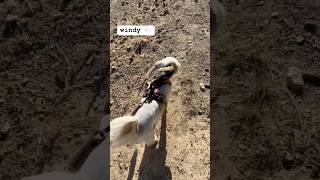 Mojo the dog on a windy walk in Wyoming dogshorts 💨 [upl. by Rettig427]