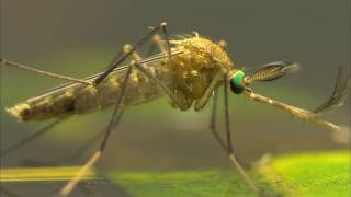 ENTRE DOS AGUAS  Documental Naturaleza HD 1080p  Grandes Documentales [upl. by Christalle]