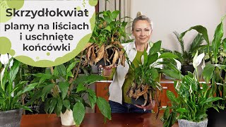 Skrzydłokwiat nie rośnie Plamy na liściach i uschnięte końcówki Przelany a może złe stanowisko [upl. by Nabalas]