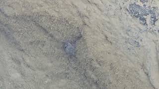 crab eating at Fort DeRussy rock jetty in Waikiki [upl. by Nostets]