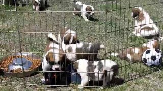 Saint Bernard puppies play [upl. by Gibb]