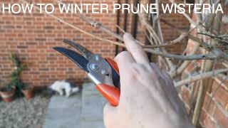 How to Winter Prune Wisteria [upl. by Hsital480]