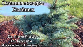 Последние посадки 2023 года  Посадка елей Глаука глобоза  Супер блю  можжевельника Минт Джулеп [upl. by Elaynad]