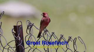 Wildlife of Leh District Ladakh [upl. by Brie]