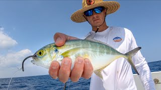 Using BIG BAITS to Catch Dinner Catch Clean Cook Amberjack [upl. by Erdnoid]