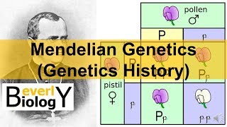 Mendelian Genetics Genetics History [upl. by Gavrilla]