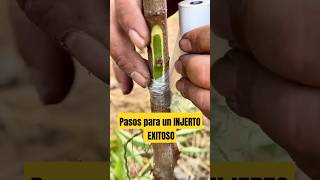 Asombroso injerto de Duraznos agriculture fruit agro plantas agronomia [upl. by Irahs]