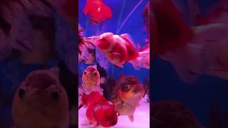 Colorful world under the sea animals animalshorts [upl. by Conover]