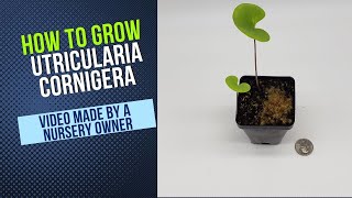 Utricularia Cornigera Grow Guide [upl. by Onihc627]