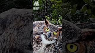 Great horned owls making crazy faces  shorts [upl. by Tung]