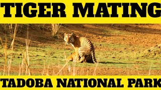 Tiger Mating EXTREMELY RARE MOMENT captured in 4K Tadoba National Park [upl. by Gunthar887]