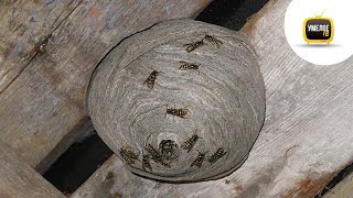 What happens if you open a HORNETS NEST [upl. by Noland]