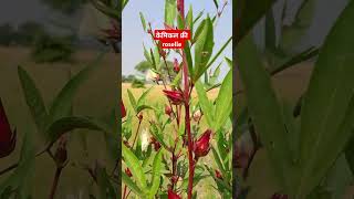 Roselle plant dance punjabisong song newsong viralvideo punjabi lovesong organicfarmar [upl. by Talbott717]