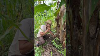 Cosechando la semilla del plátano banana agricultura mexico [upl. by Eskill]