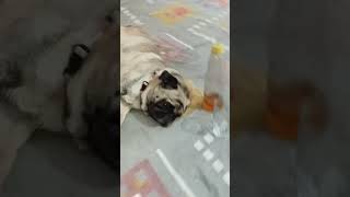 daru pelana ho to batabe  comedy video pag dog [upl. by Natalee]