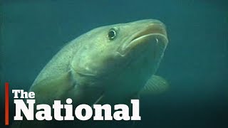 Newfoundland cod fishery Lessons not learned [upl. by Anigue]