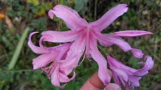 Nerine bowdenii the Guernsey Lily flowers blooming in October November and December in the UK [upl. by Jedthus]