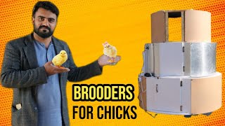 Best Brooder in Pakistan  Automatic Brooders For chicks  Brooding Tips in Urdu  Hindi [upl. by Amles]