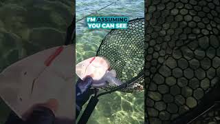 Why You Should Never Tickle a Stingray ❌ shorts ytshorts stingray [upl. by Enileoj]