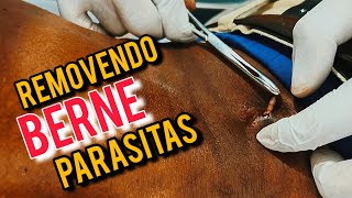 🎯 RETIRADA DE °BERNE PARASITÁRIA° ❌️ [upl. by Earal256]