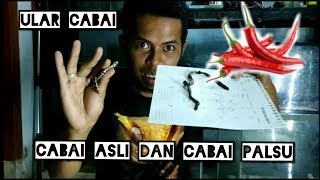 CARA MEMBEDAKAN ULAR CABAI ASLI DAN ULAR CABAI PALSU DARI FISIKNYA [upl. by Nema]